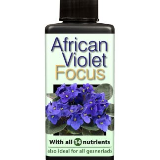 African Violet Focus