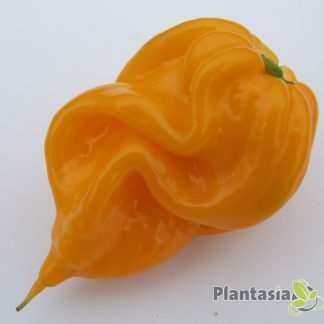 YELLOW SCORPION