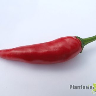 SUPER CHILLI